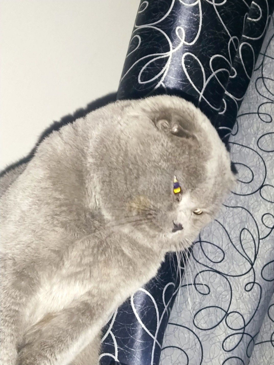Кошечка  шотландская хайленд  страйт