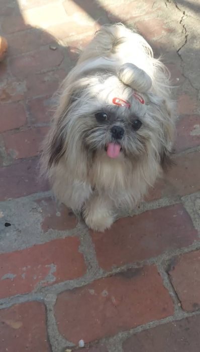 2 krycia  Shih-Tzu-pies reproduktor z rodowodem