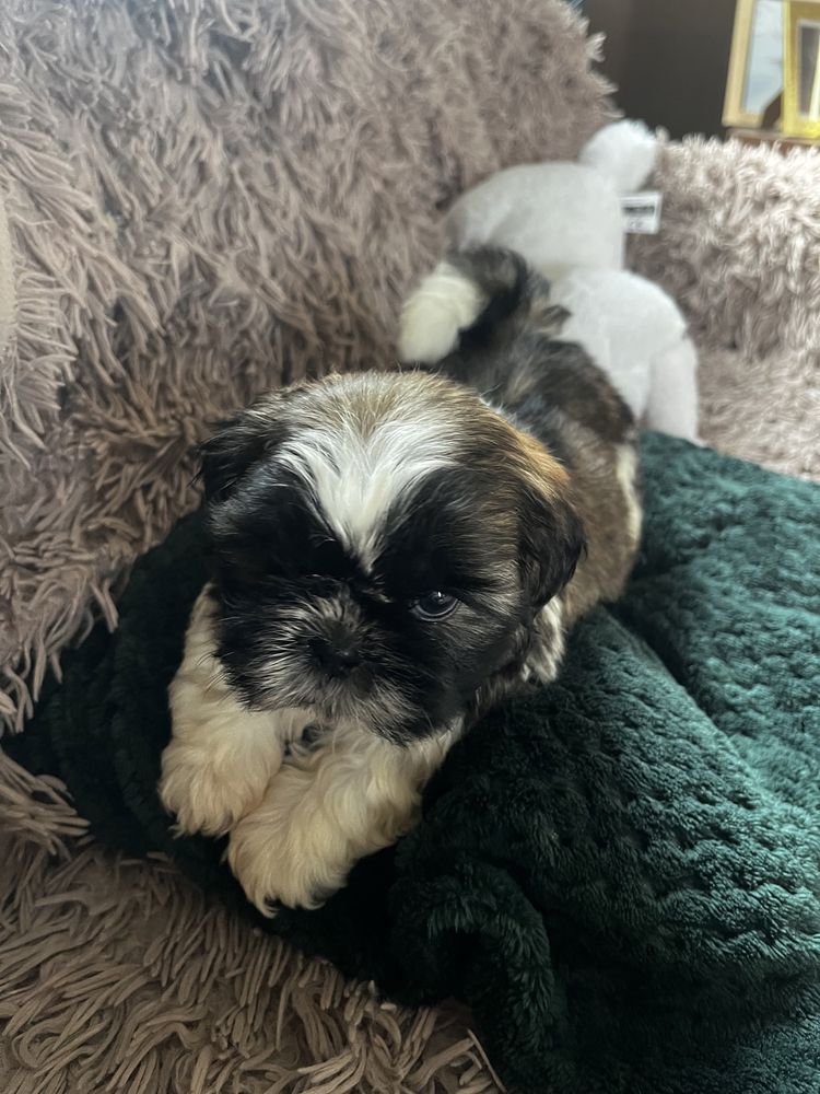 Sunia shih tzu tri color