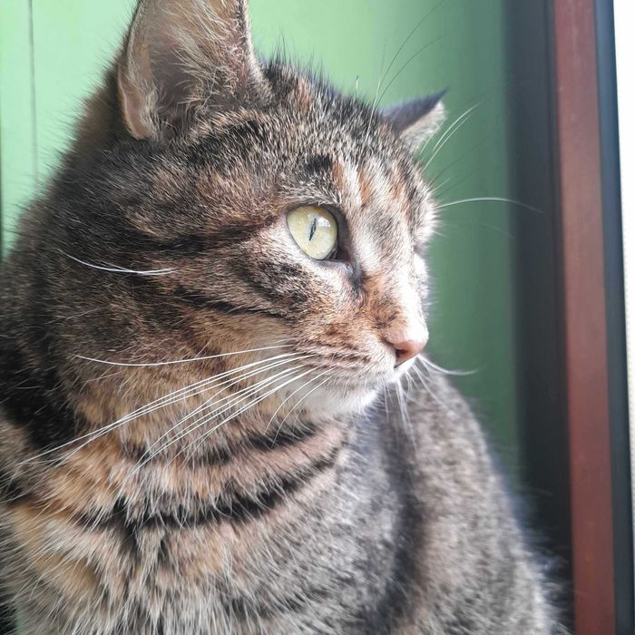 Takich kotków nie chce nikt...