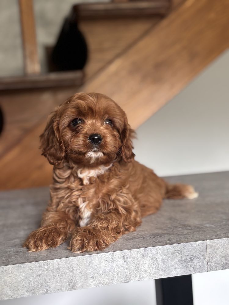 Cavapoo pudel toy rezerwacja!