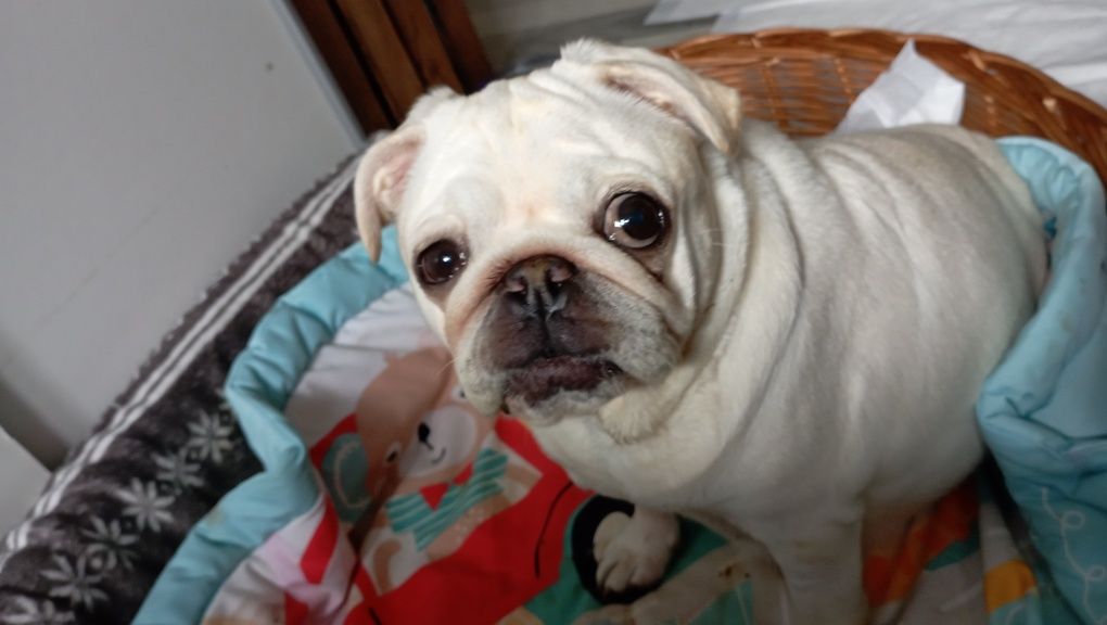 Mops śliczny piesek rezrwacja