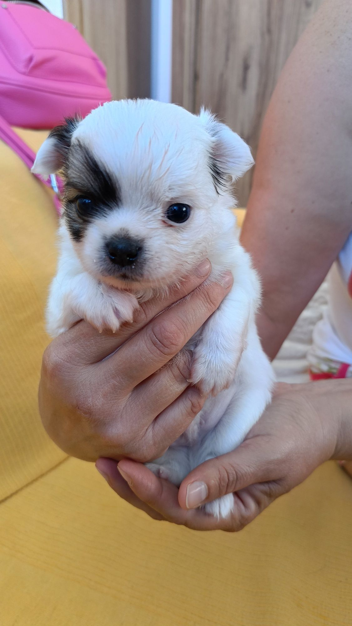Długowłosy chihuahua