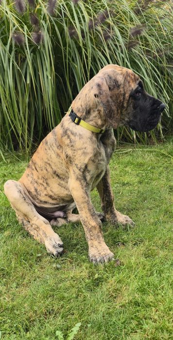 Dog Niemiecki Szczenię