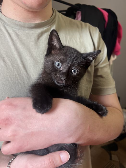 Безкоштовно кошенятко