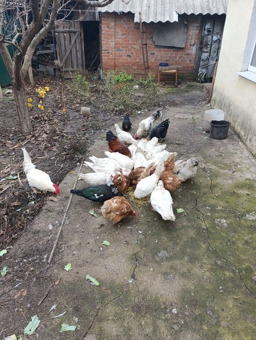 Индоутки белой масти петухи куры декоративные срочно в связи с переезд