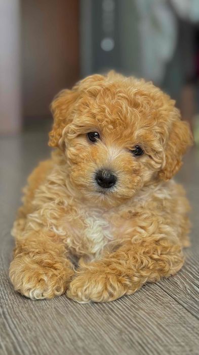 Цуценятка мальтіпу з доставкою