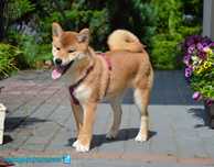 Przepiękny chłopak Shiba Inu, April Night metryka FCI/ZKwP