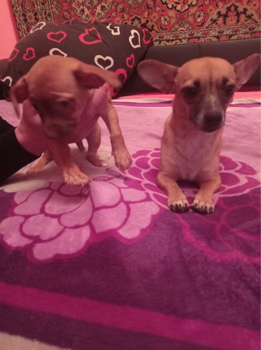 Продам Щеночка  чихуа хуа