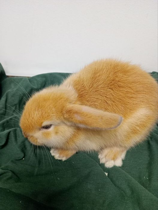 Króliki miniaturki Baranek