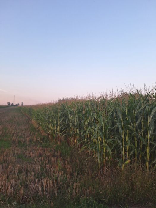 Sprzedam kukurydzę