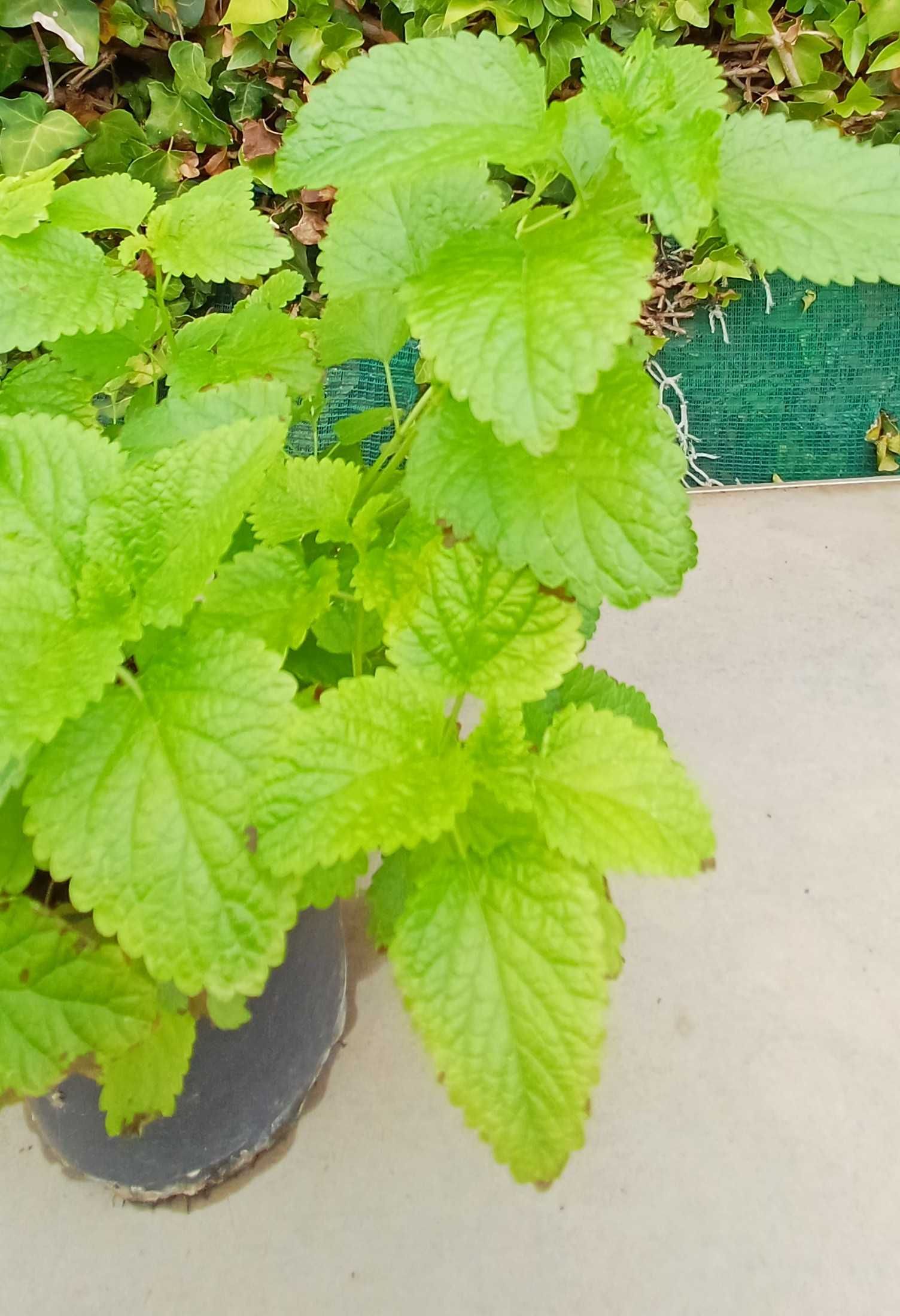 Planta Erva Cidreira em Vaso