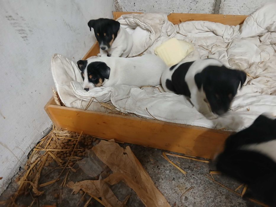 Szczeniaki jack russell terrier