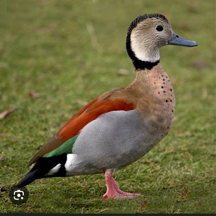 Patos ornamentais