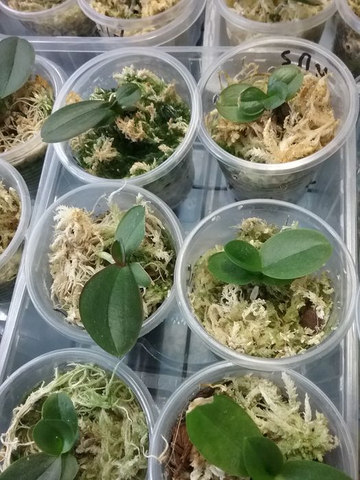 Орхидея Подростки из фласок