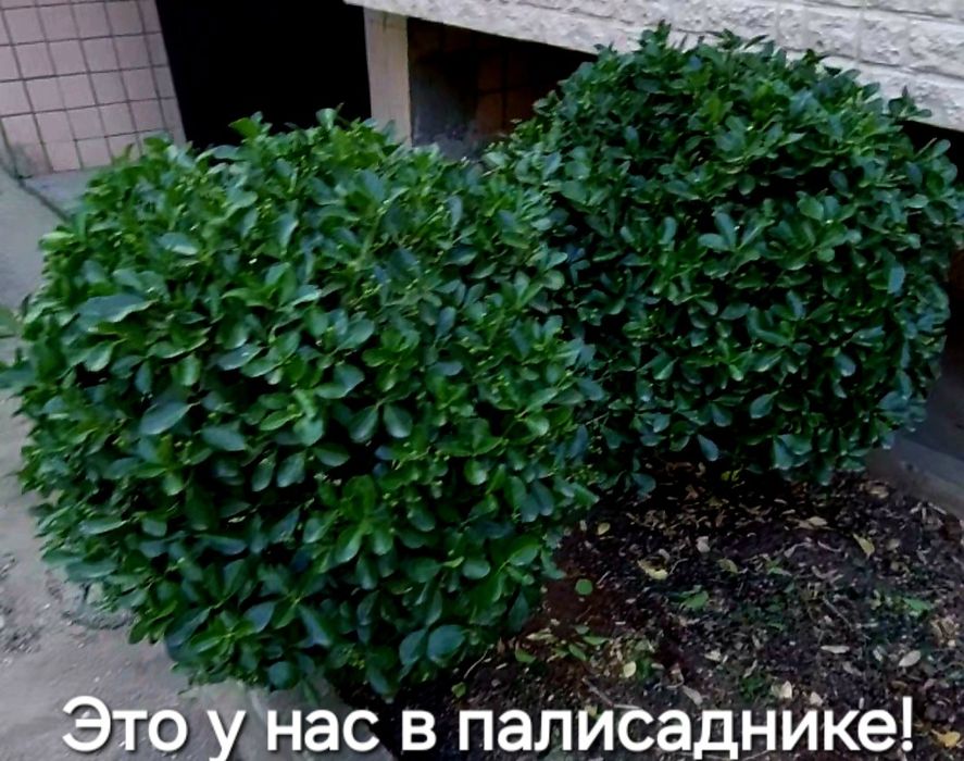 Самшит вечнозелёный-саженцы 25 см.