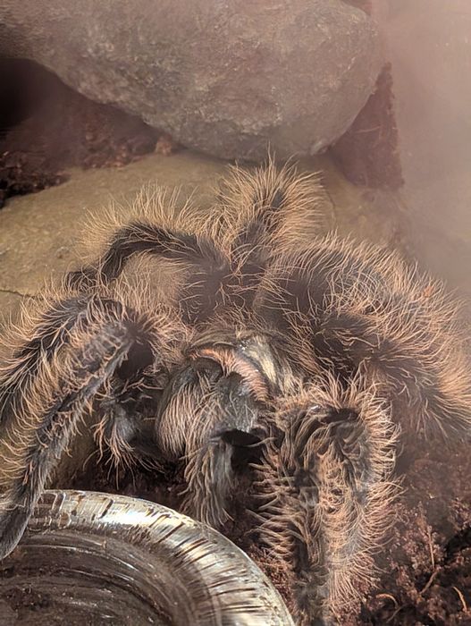 Ptasznik z terrarium i wyposażeniem samica