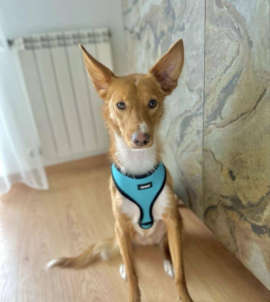 Estadia para o teu animal de estimação