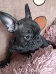 Buldog francuski sunia