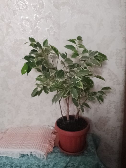 Фикус Бенджамина