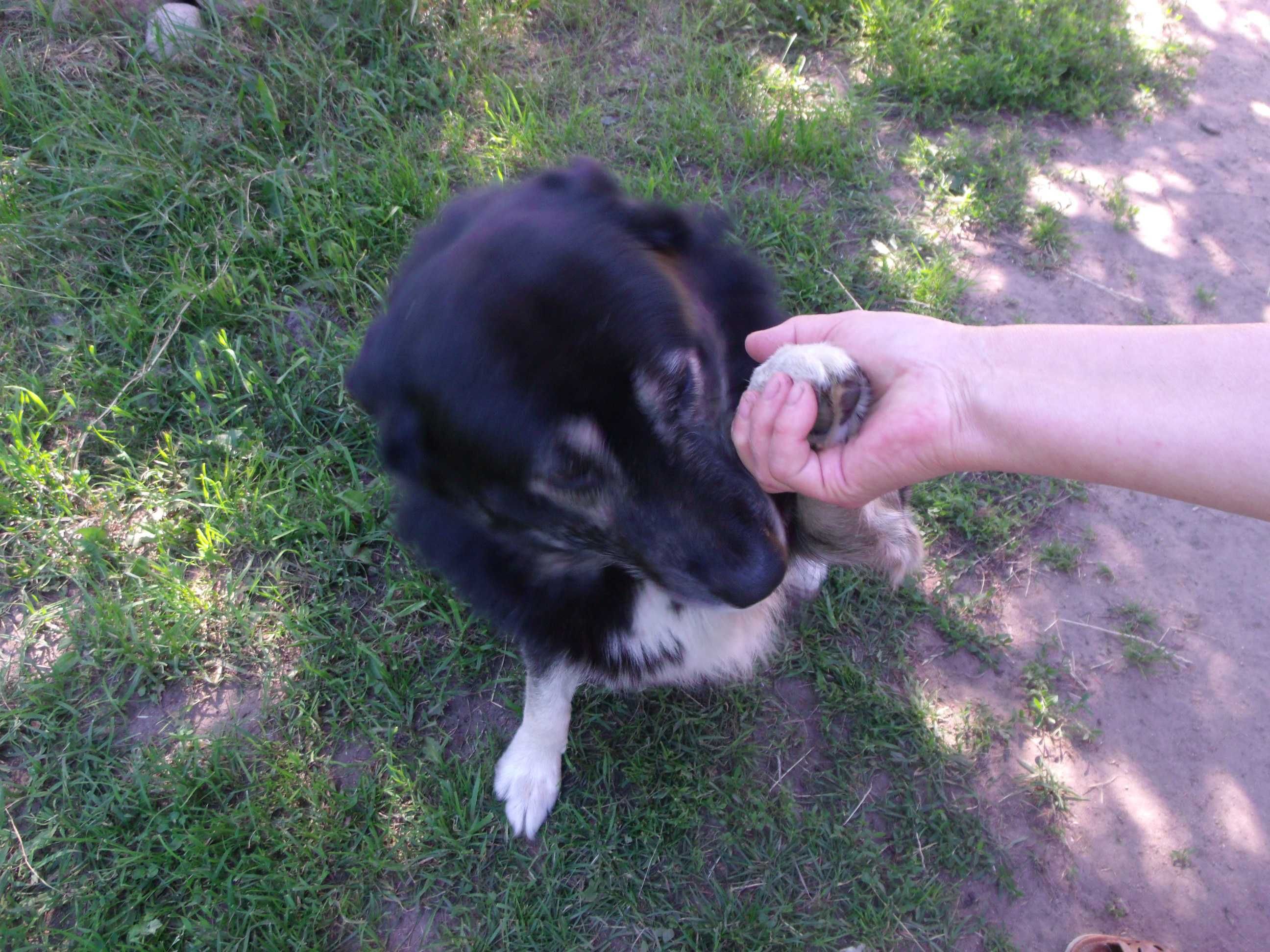 Oddam za darmo 2 psy do adopcji