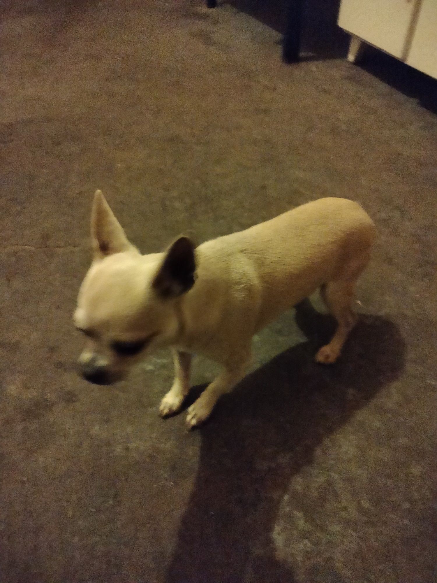 Chihuahua piesek