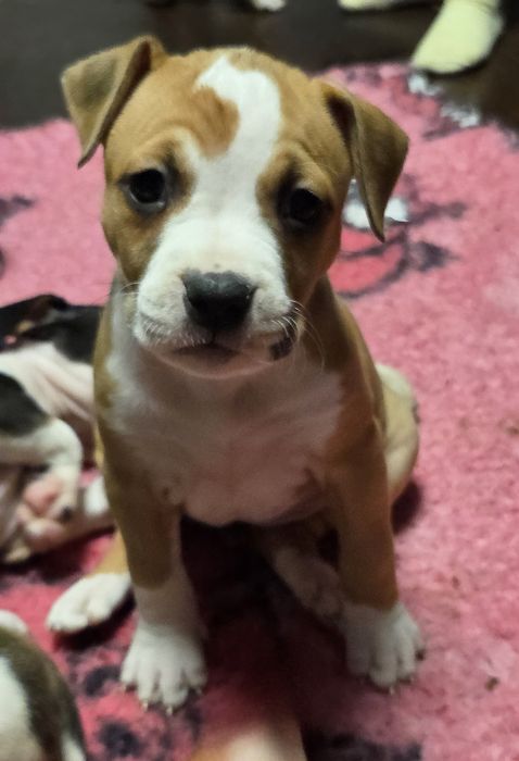 Efektowna Show Quality Suczka American Staffordshire Terrier ZKwP FCI