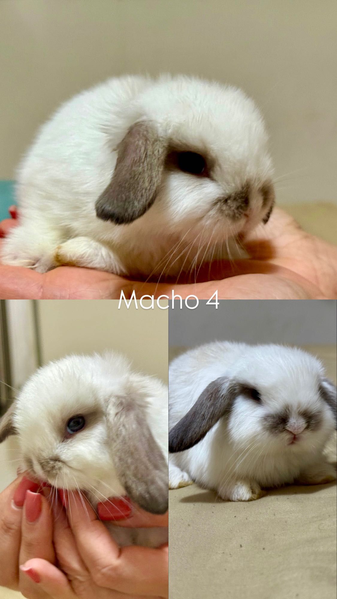 Filhotes de Coelho Mini Lop Francês à Venda!