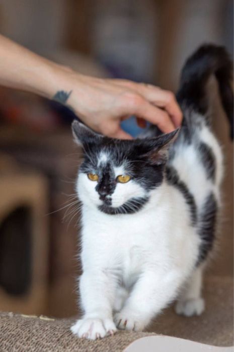 Анчоус 1 год, очень классный котенок