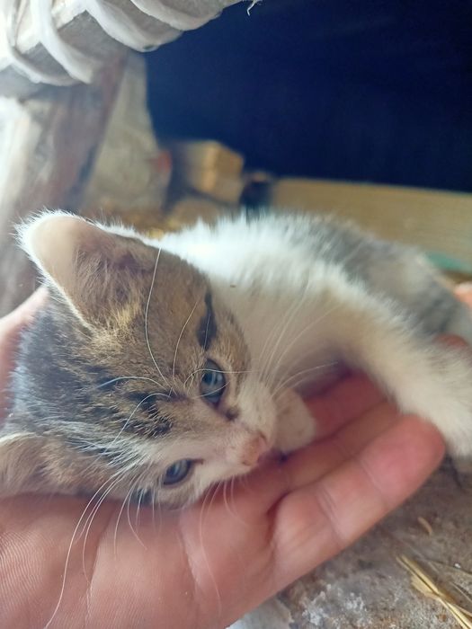 Oddam za darmo małe kotki