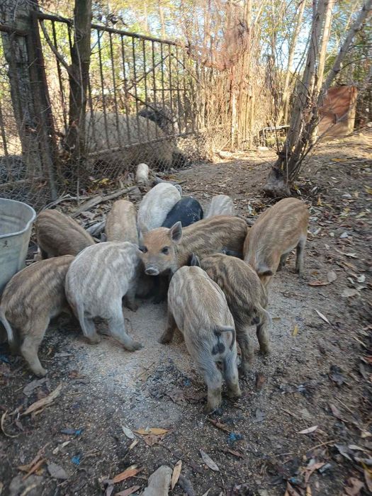 Венгерска мангалица свиня з 15 жовтня