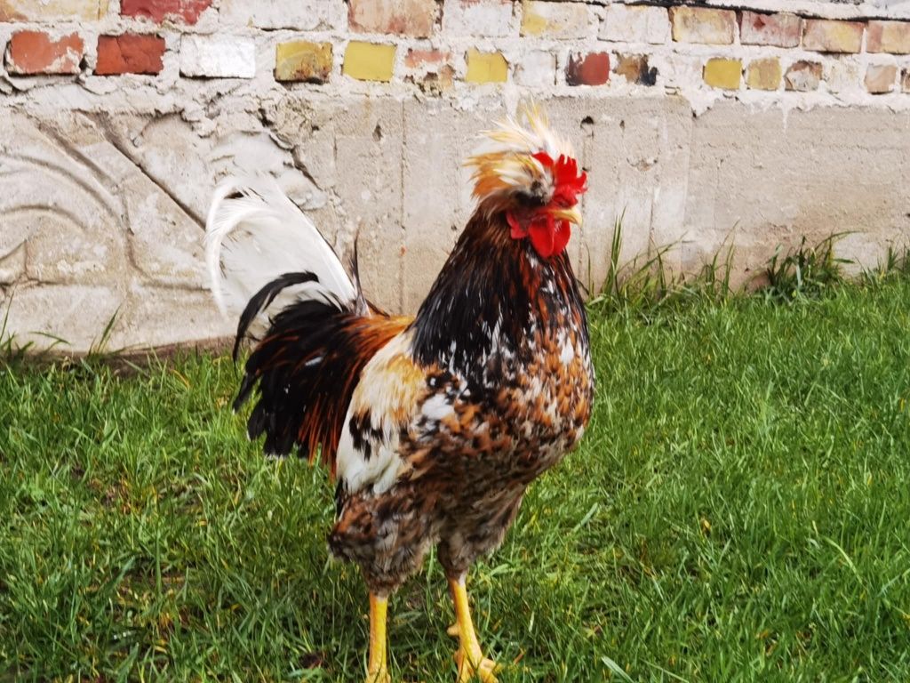 Jajka lęgowe czubatka staropolska