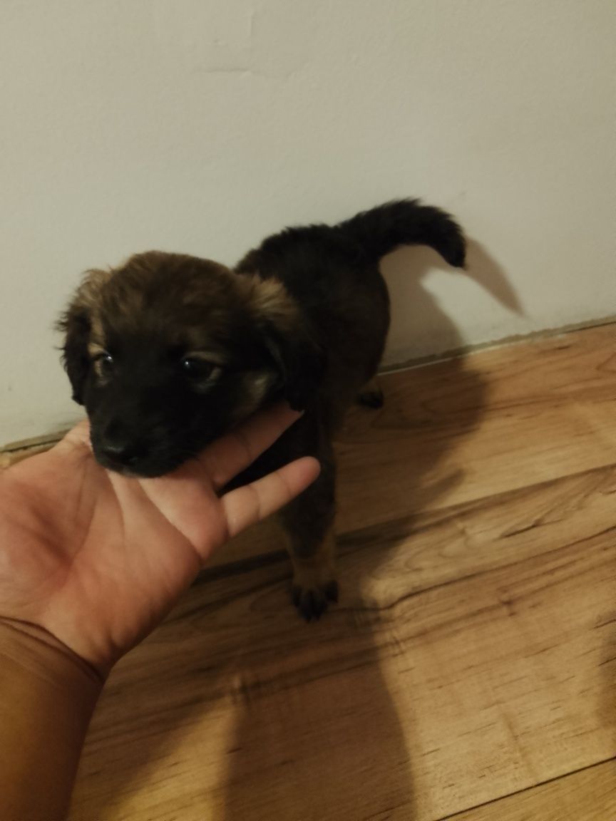 Szczeniak po Cocker spaniel