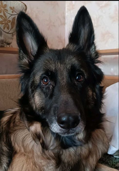 Цуценята німецької вівчарки