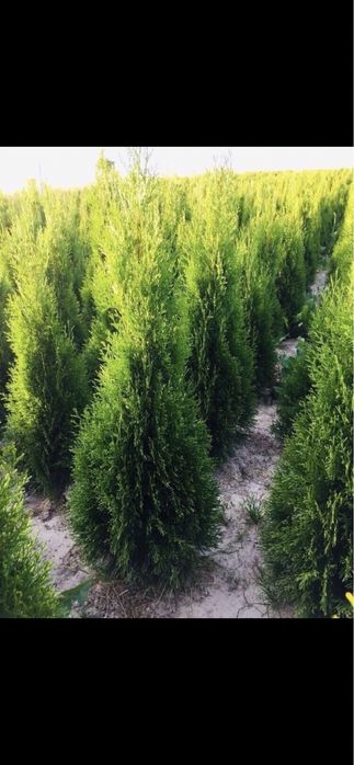 Tuja Szmaragd 120-130  PRODUCENT*DOSTAWA*SADZENIE*GRYS(140/150/160)