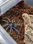 Phormictopus sp. dominican purple
