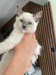 Kot Ragdoll kotka seal mitted FPL FIFE rodowód gotowa do wydania