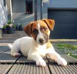 Jack Russell Terrier FCI ZKwP samiec
