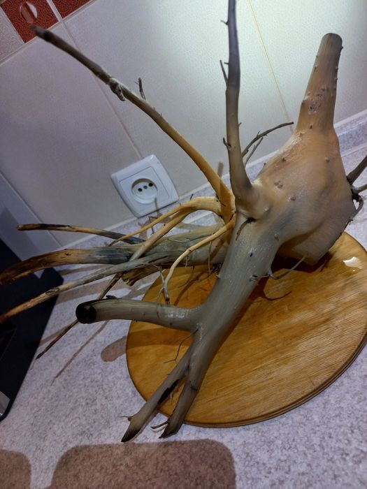 Анубіаси на корчах.