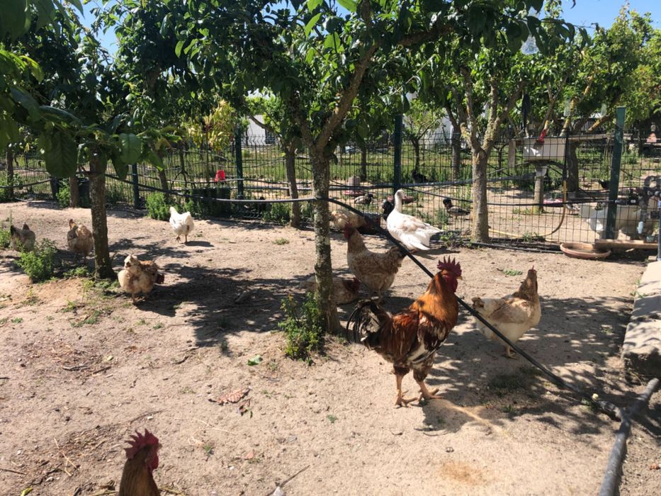 Ovos de galinhas caseiras 100% biológicos