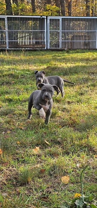 Amstaff american stafforshire terrier blue błękitny suczka