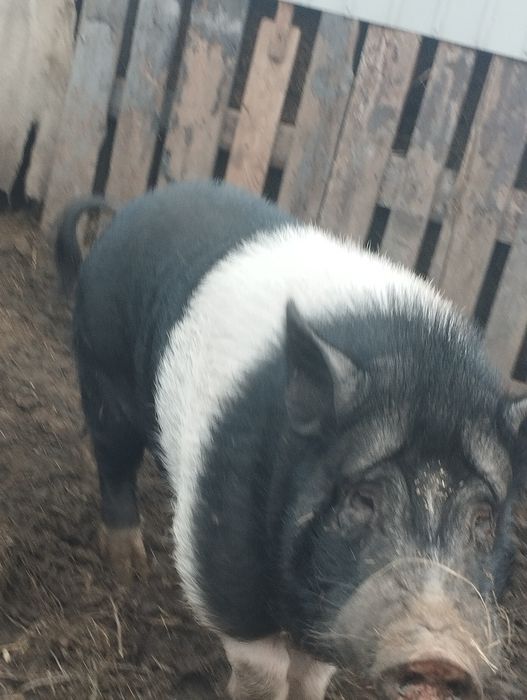 Продам кабанчика в'етнамский.