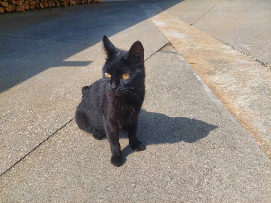 Gatinho macho 6 meses para dar