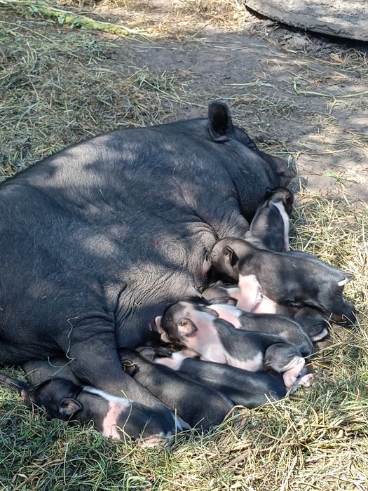 Продам поросят порода Мангал