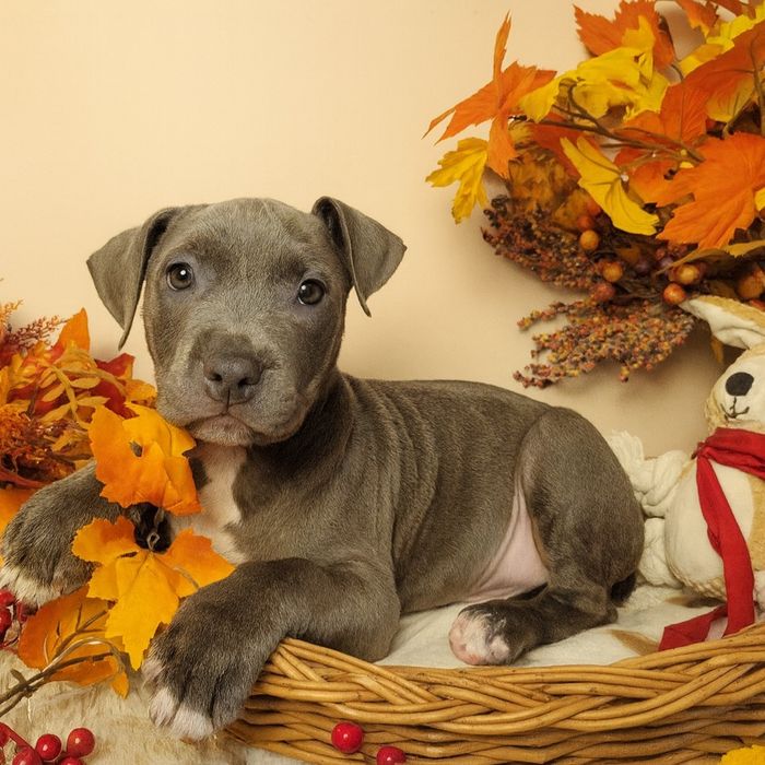 Śliczny maluch amstaff!