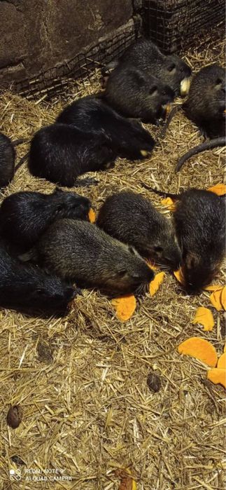 Продам молодняк нутрій 200 грн. шт.