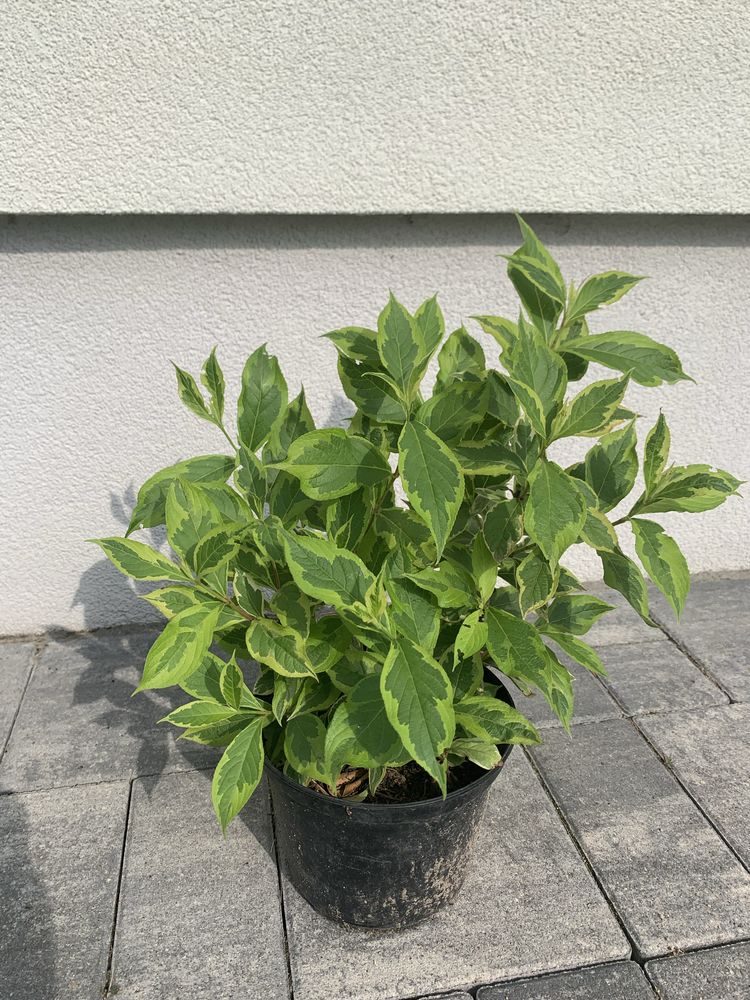 Krzewuszka Cudowna odmiany "NANA VARIEGATA