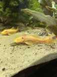 Samiec Glonojada Ancistrus Gold Albino
