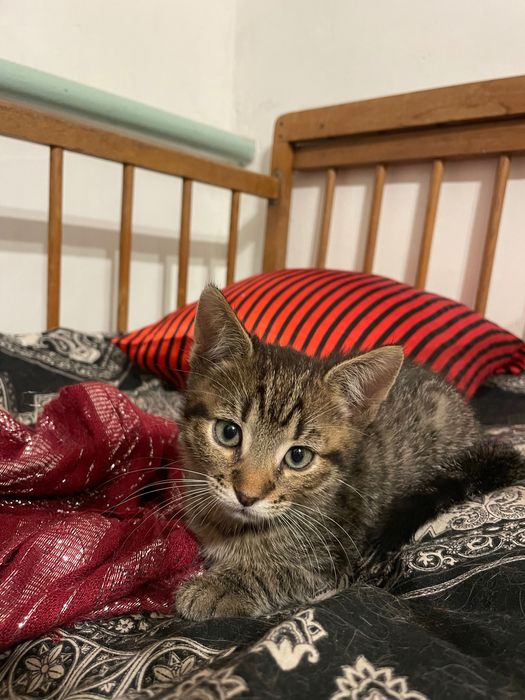 Кошенята таббі, 2 міс. Є метис черепахового кота