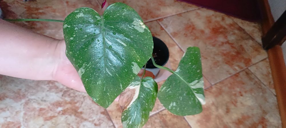 Monstera Thai Constellation